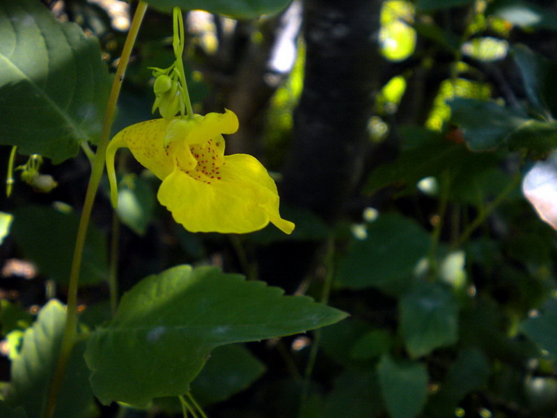 Impatiens noli-tangere / Balsamina gialla