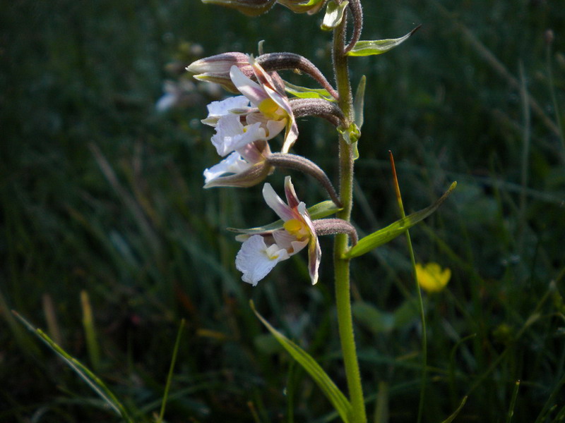 App.Tosco-Emiliano 3 - Epipactis palustris