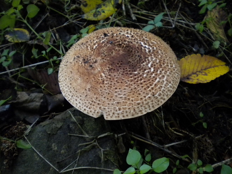 Lepiota
