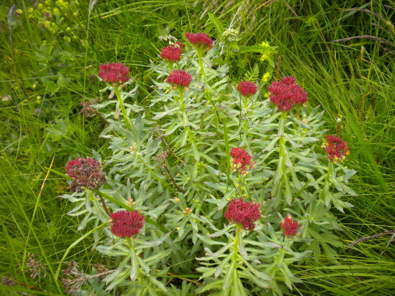 Crassulacea - Rhodiola rosea
