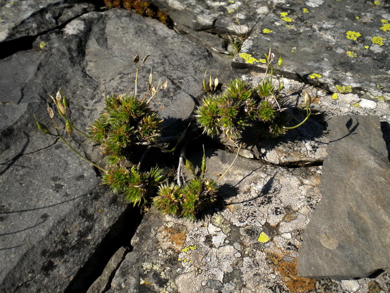 Sconosciuto - Draba aizoides