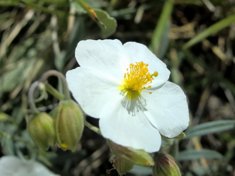 Cistacea - Helianthemum apenninum
