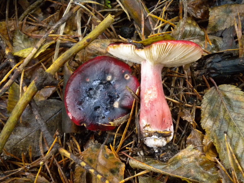 russula amara