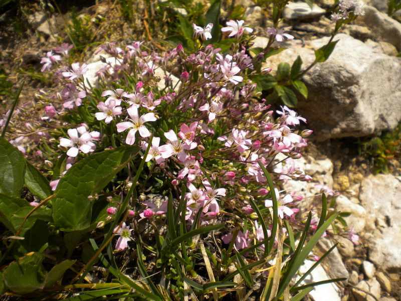 Gypsophila repens