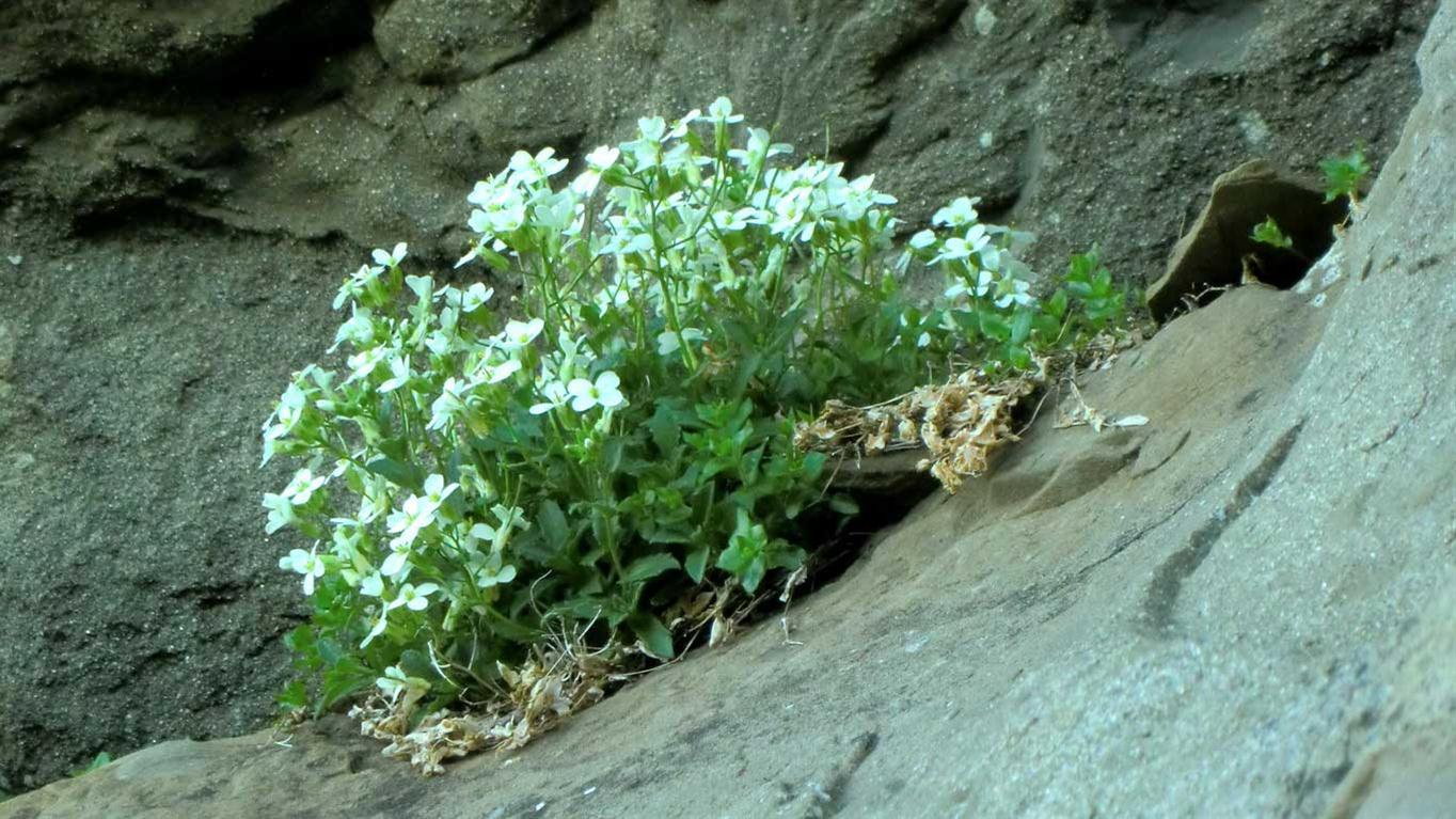 Arabis alpina s.l.