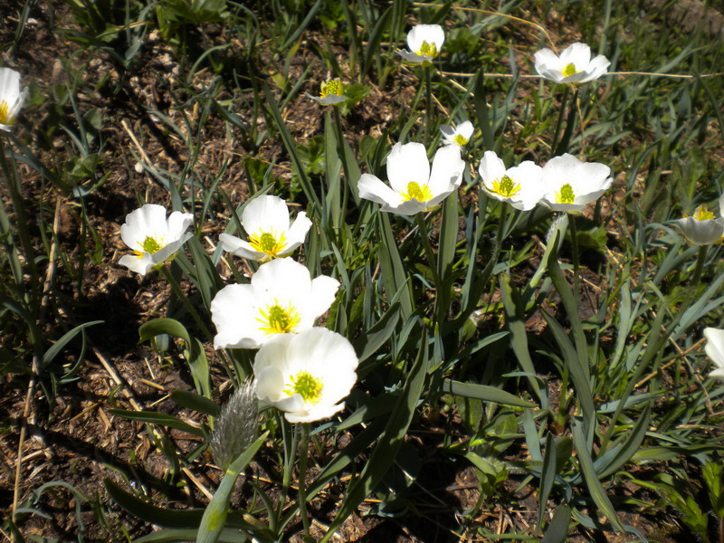 Ranunculus kuepferi / Ranuncolo dei Pirenei