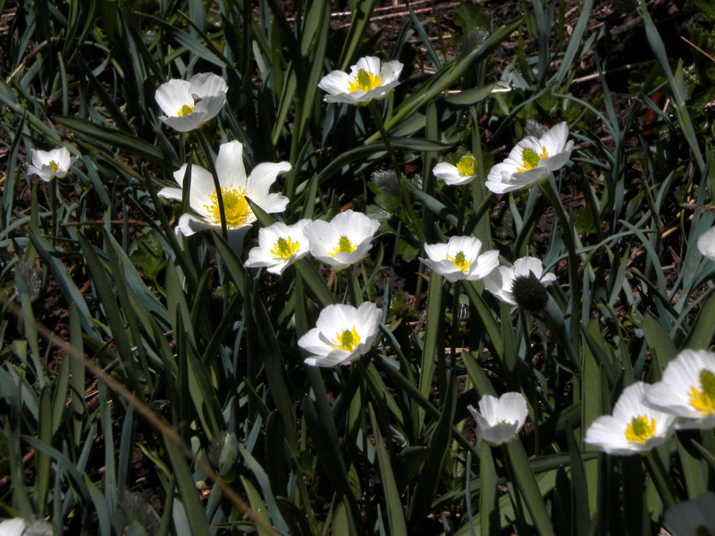 Ranunculus kuepferi / Ranuncolo dei Pirenei