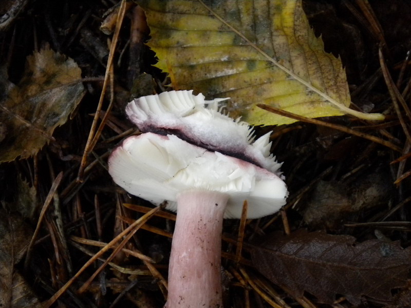 russula amara