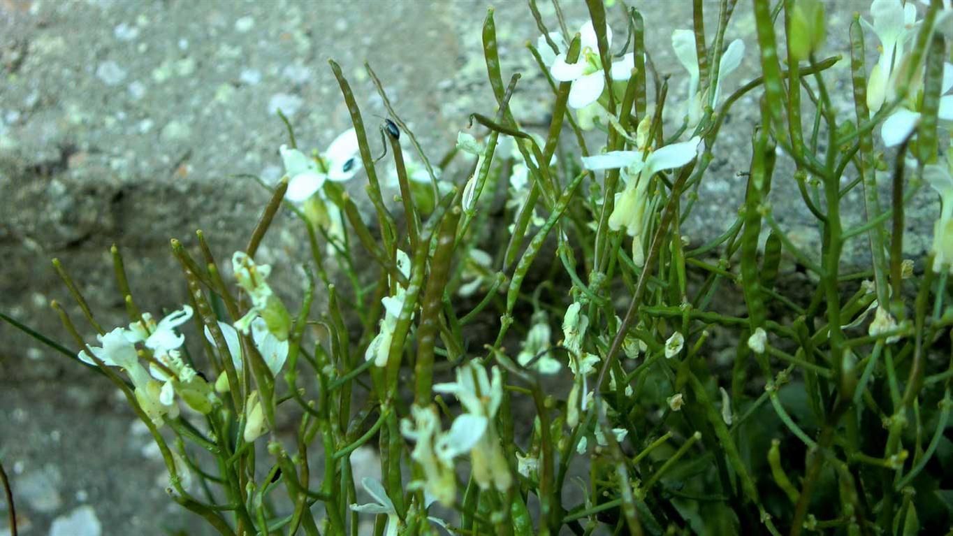 Arabis alpina s.l.