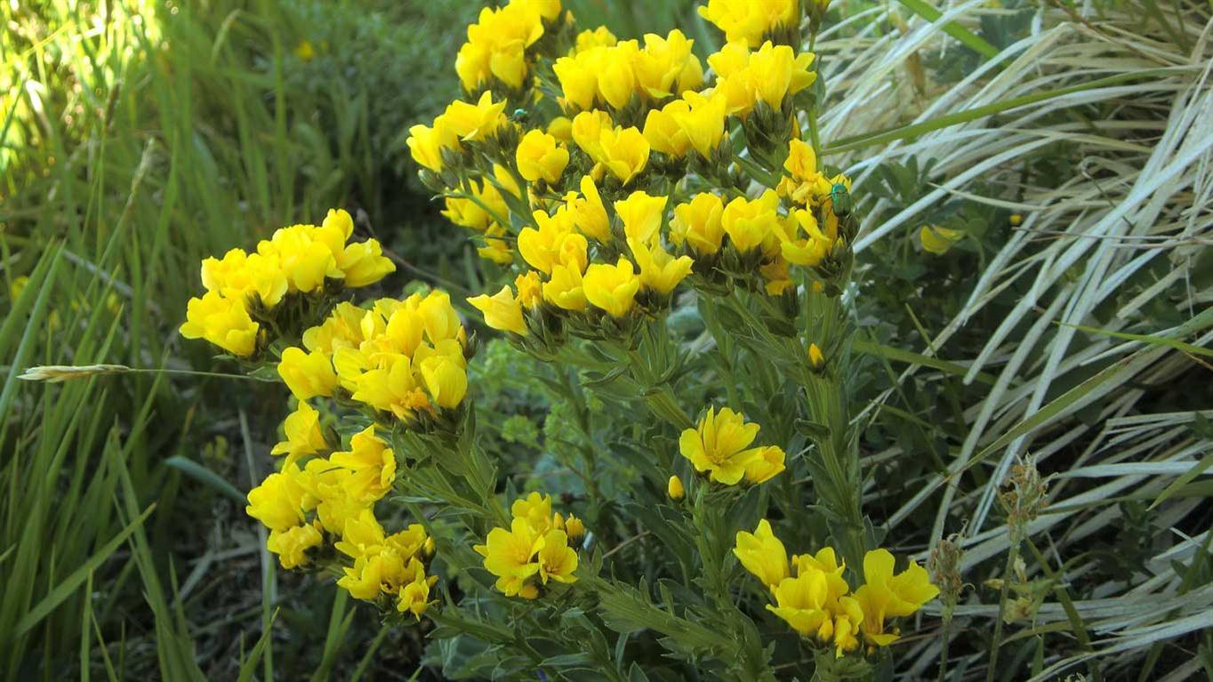 Linum capitatum subsp. serrulatum / Lino capitato