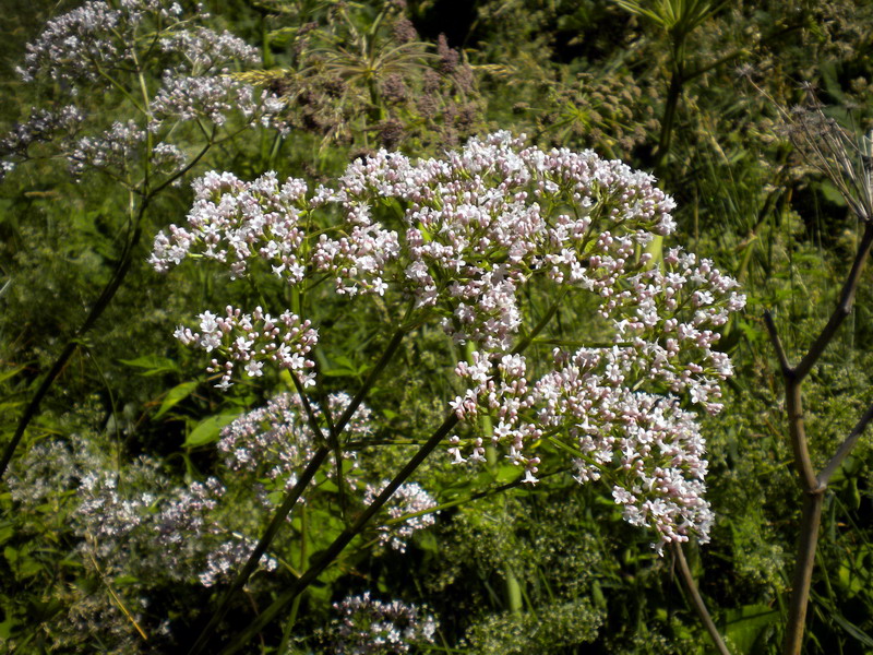 In torbiera - Valeriana officinalis sl.