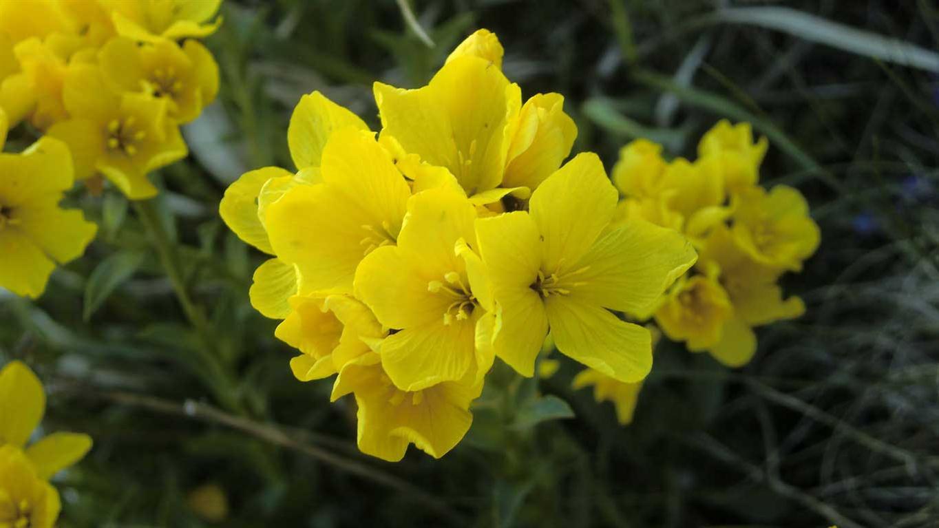 Linum capitatum subsp. serrulatum / Lino capitato