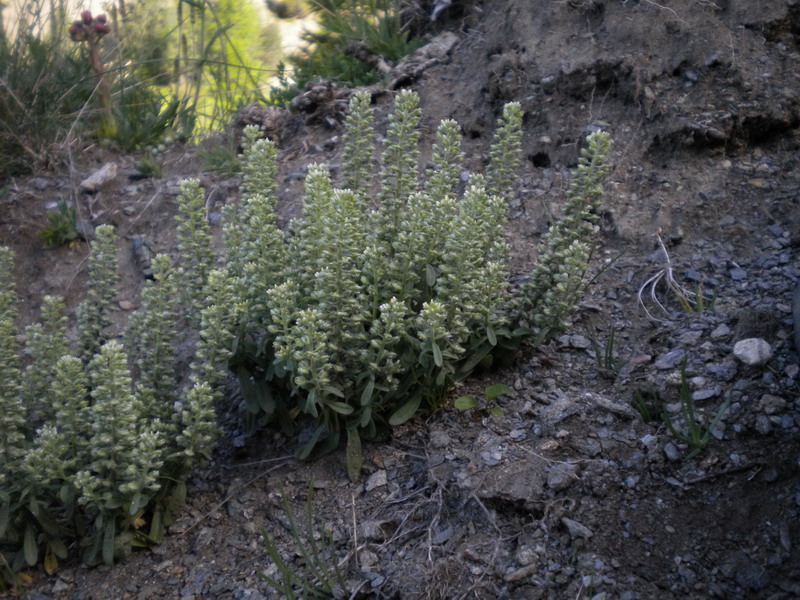 V.Aosta 16 - Alyssum alyssoides ?