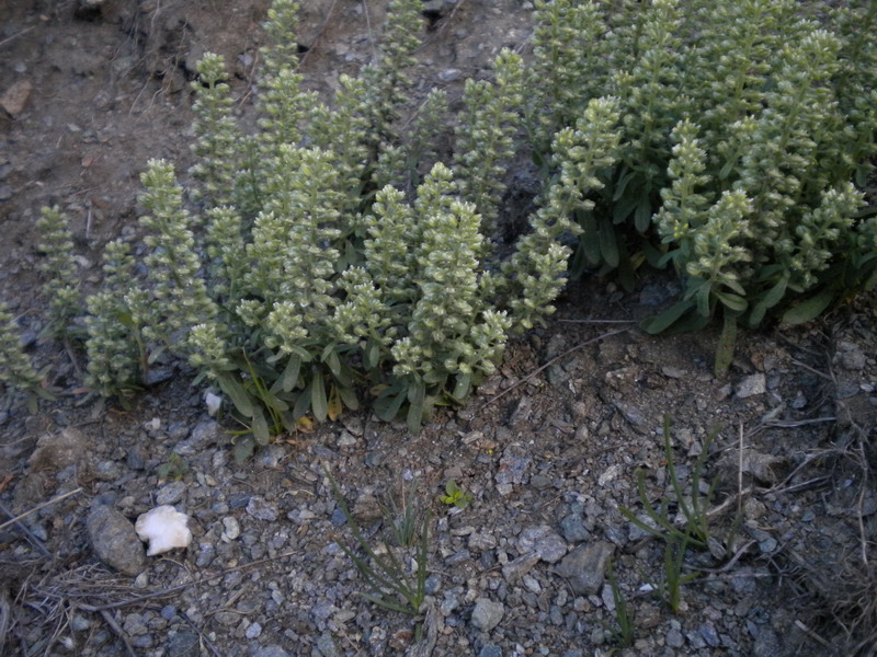 V.Aosta 16 - Alyssum alyssoides ?