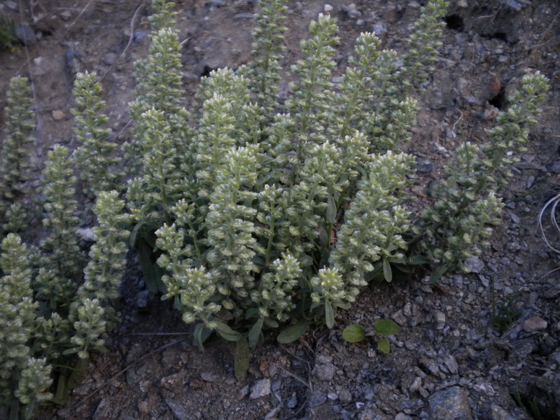 V.Aosta 16 - Alyssum alyssoides ?