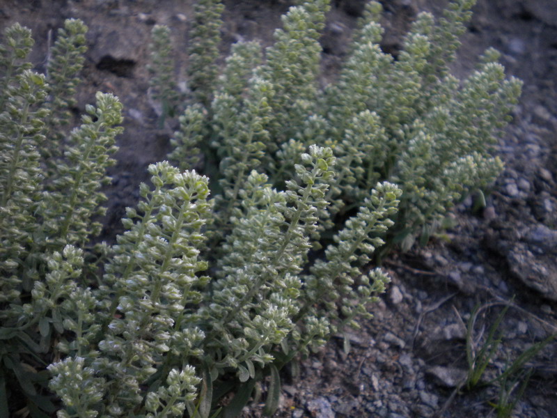 V.Aosta 16 - Alyssum alyssoides ?