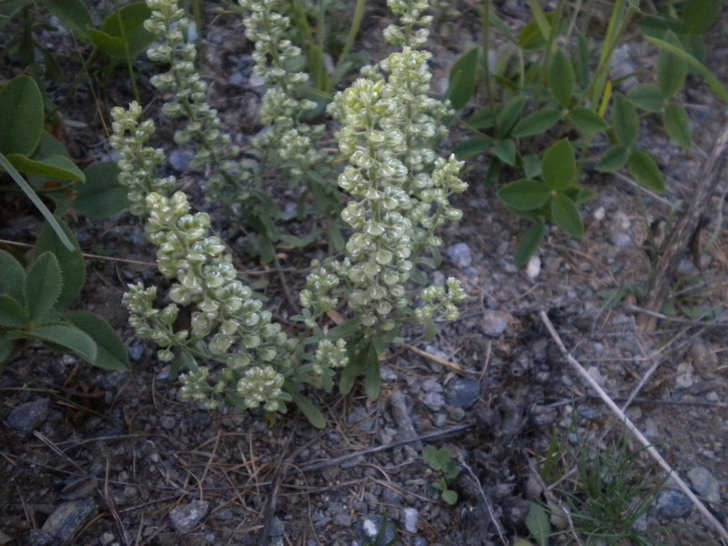 V.Aosta 16 - Alyssum alyssoides ?