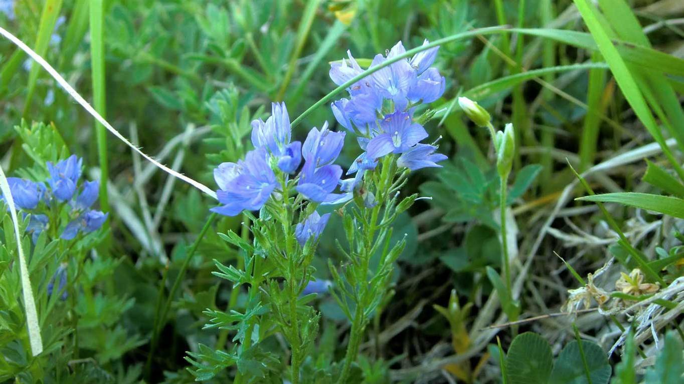 Veronica Orsiniana