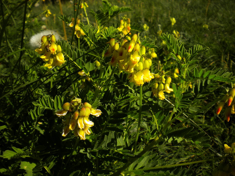 Astragalus penduliflorus / Astragalo a fiori pendenti
