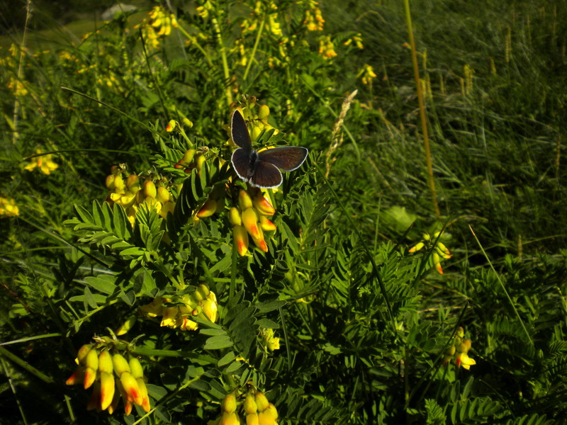Astragalus penduliflorus / Astragalo a fiori pendenti