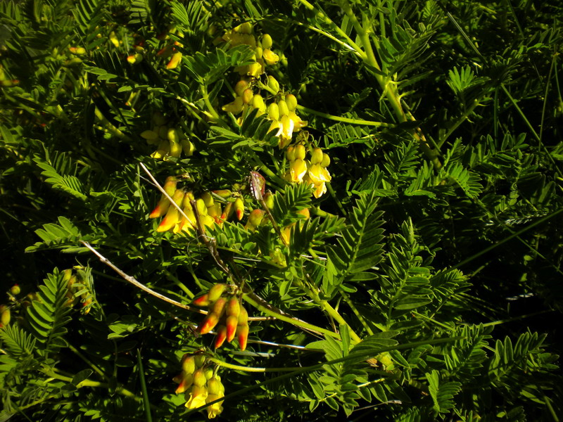 Astragalus penduliflorus / Astragalo a fiori pendenti