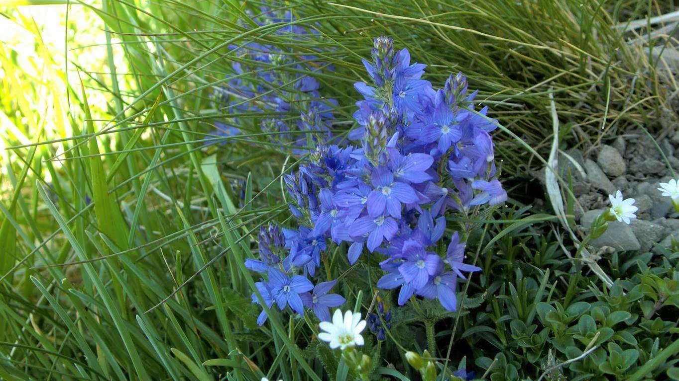 Veronica Orsiniana