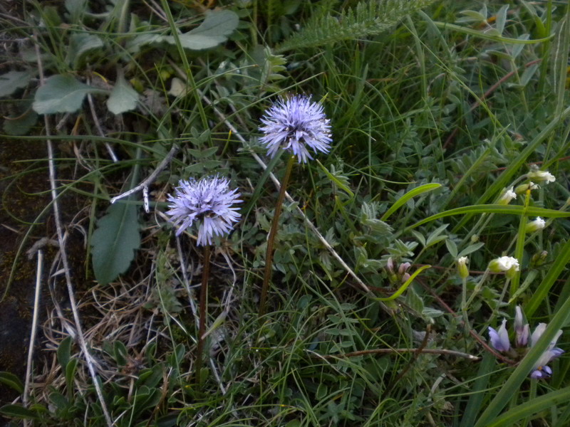 Globularia cordifolia