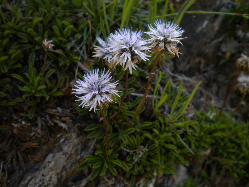 Globularia cordifolia