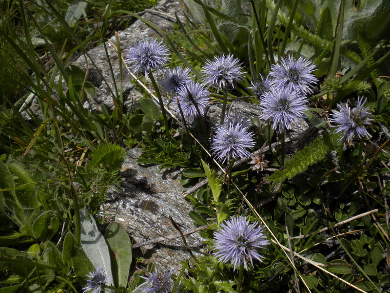 Globularia cordifolia