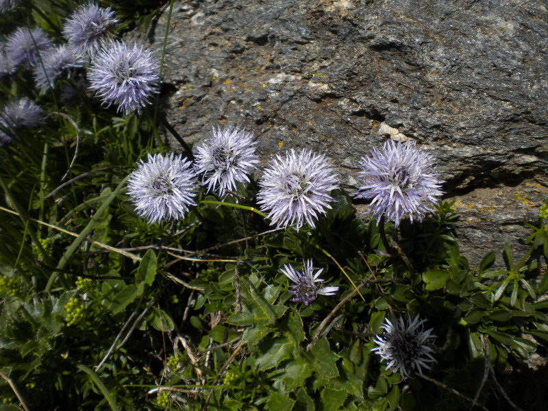 Globularia cordifolia