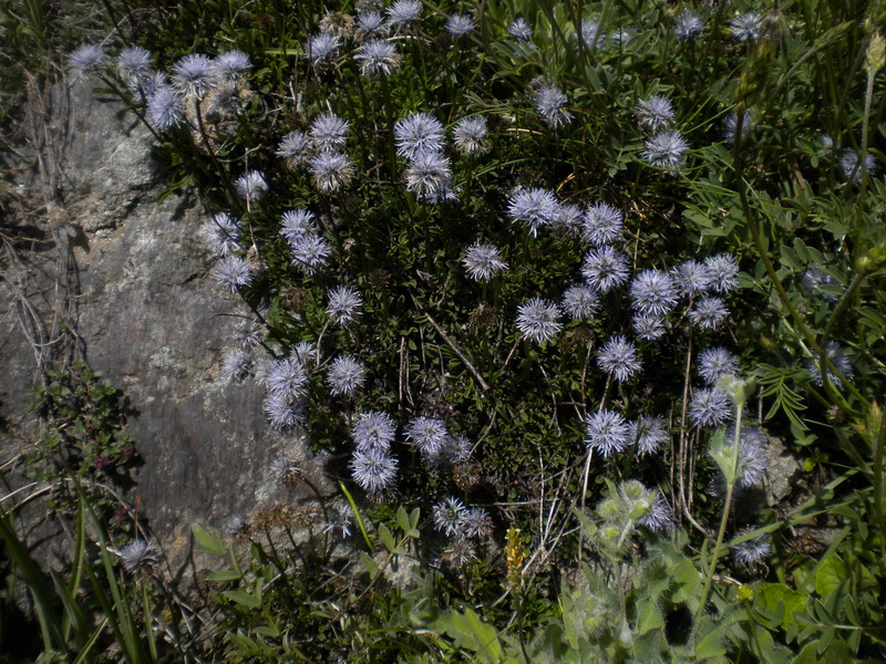 Globularia cordifolia