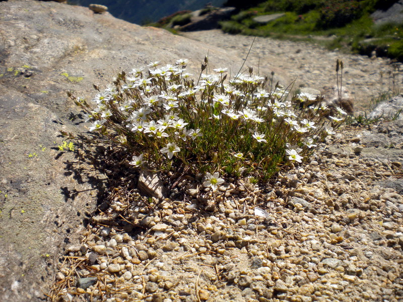 Ancora V.Aosta - Minuartia cfr. verna