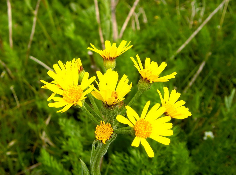 Compositae