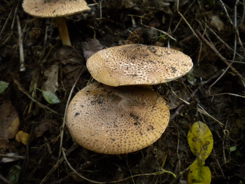 Lepiota