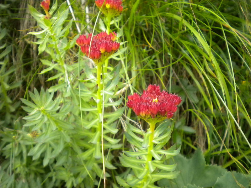 Crassulacea - Rhodiola rosea