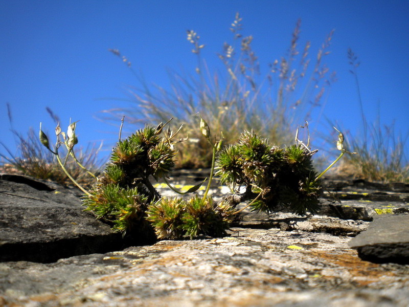 Sconosciuto - Draba aizoides