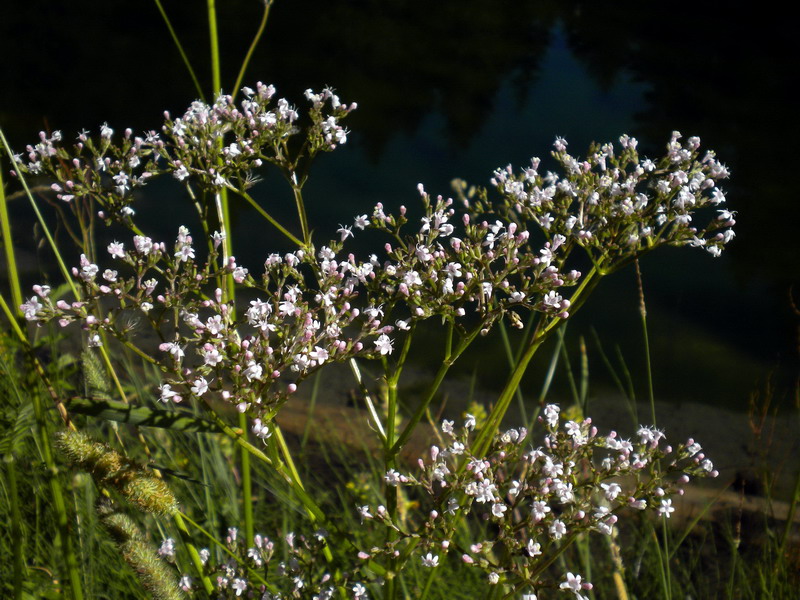 In torbiera - Valeriana officinalis sl.
