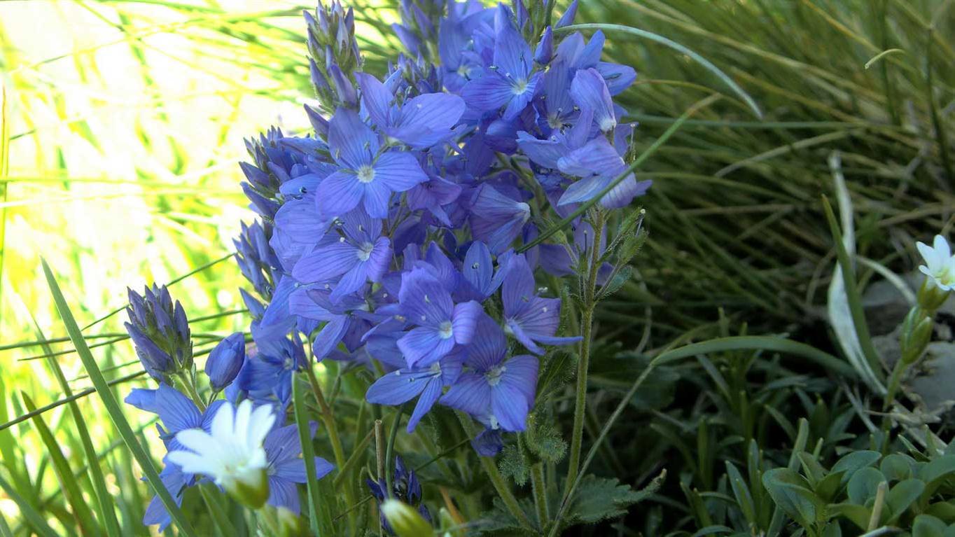 Veronica Orsiniana