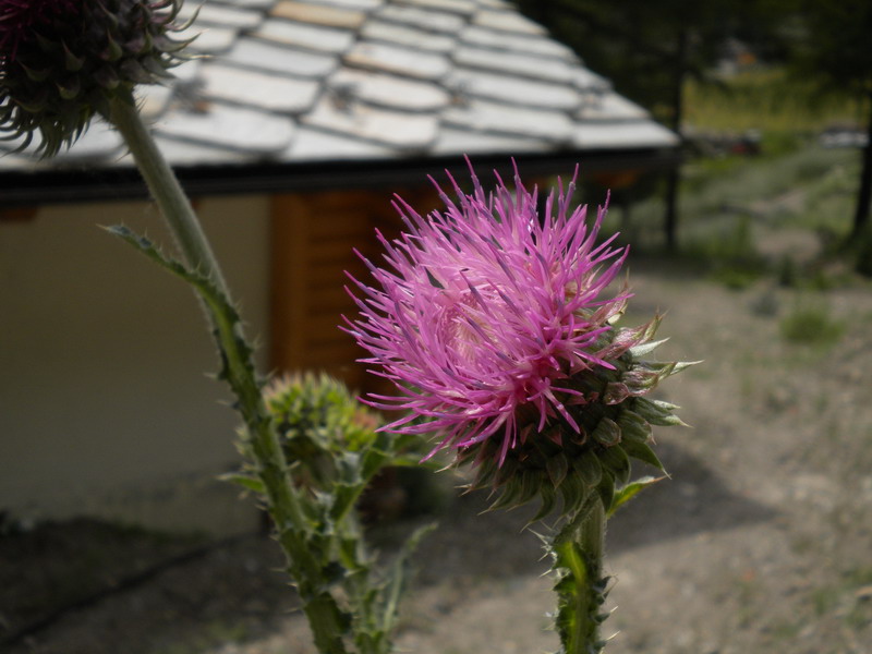 Val d''Aosta - Carduus nutans