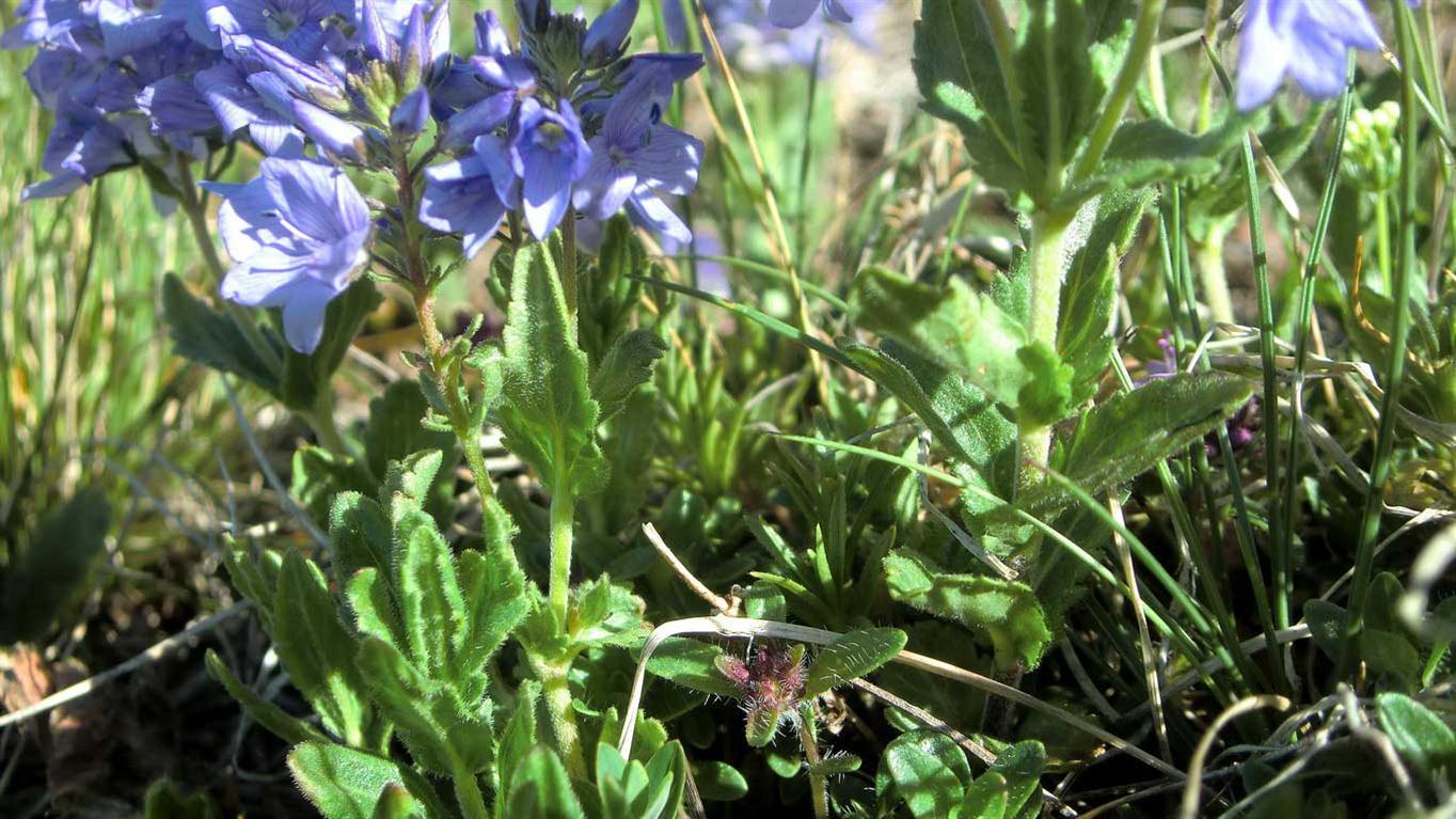 Veronica Orsiniana
