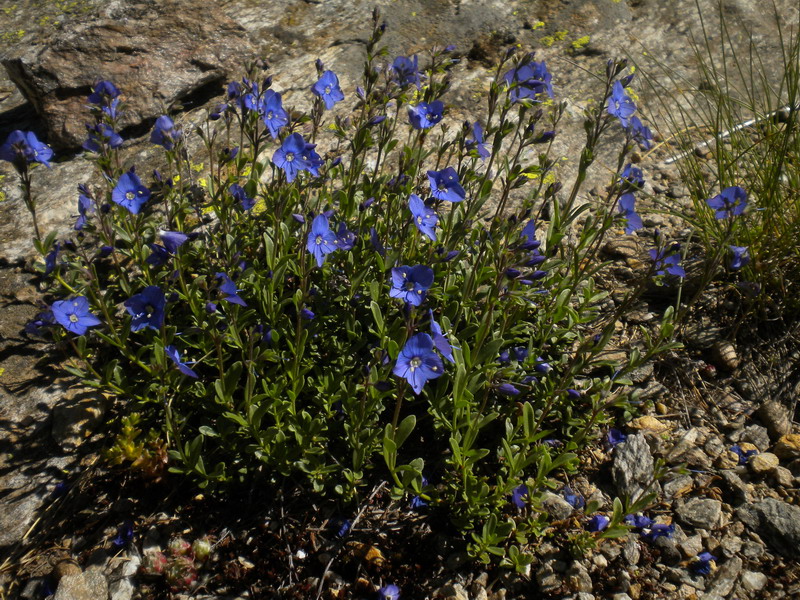 Val d''Aosta - Veronica fruticans