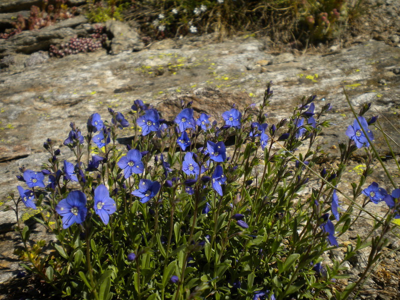 Val d''Aosta - Veronica fruticans