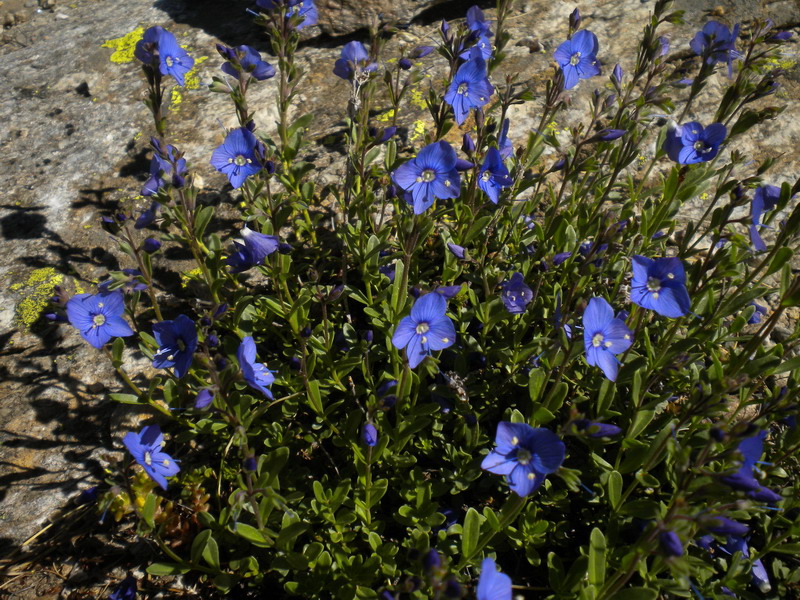 Val d''Aosta - Veronica fruticans