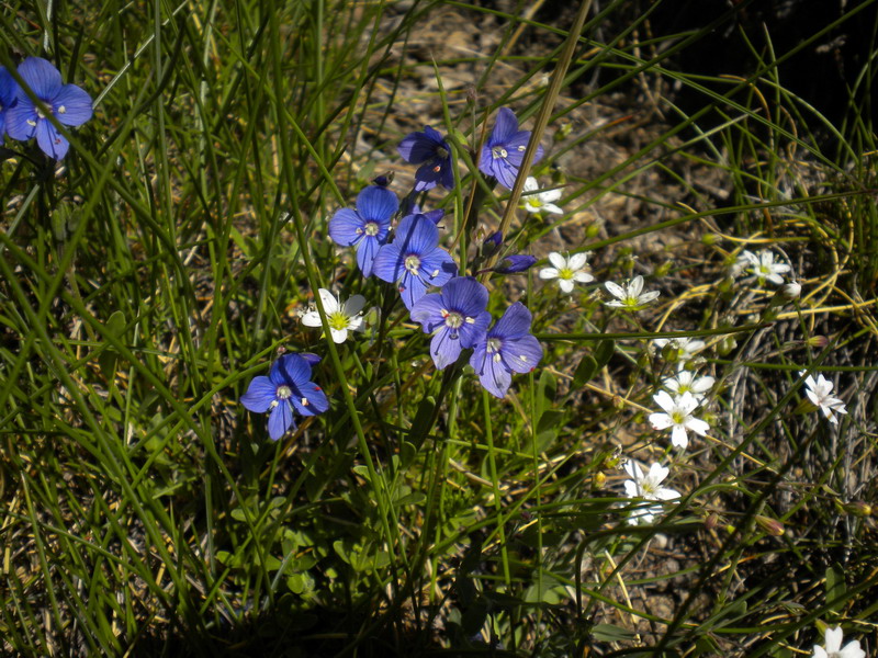 Val d''Aosta - Veronica fruticans