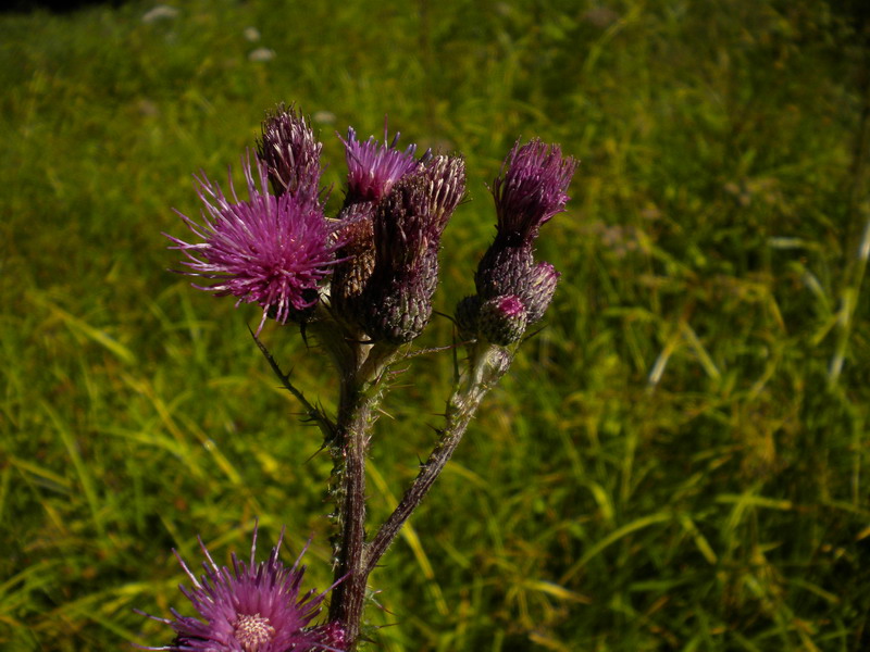 In torbiera - Cirsium palustre