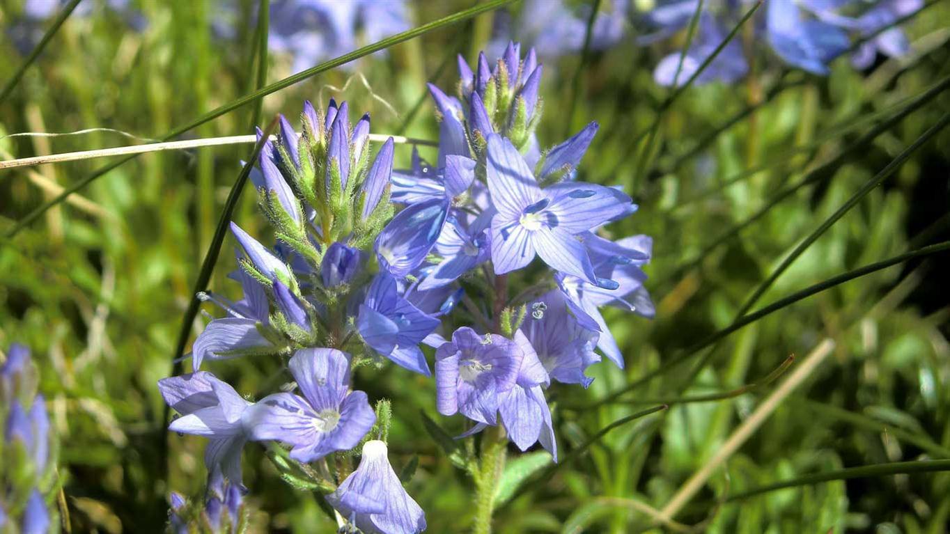 Veronica Orsiniana