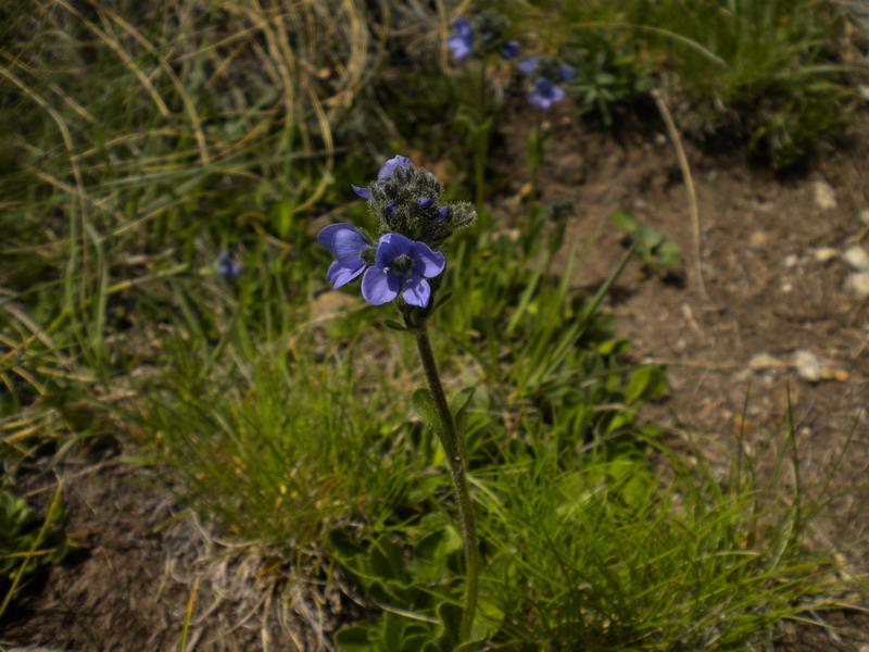 Val d''Aosta  - Veronica bellidioides
