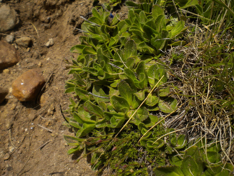Val d''Aosta  - Veronica bellidioides