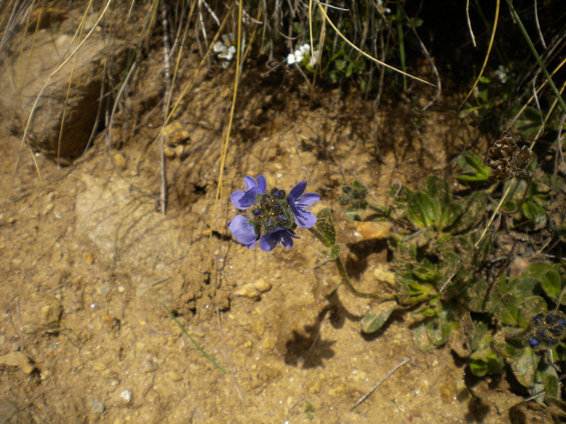 Val d''Aosta  - Veronica bellidioides