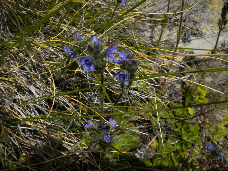 Val d''Aosta  - Veronica bellidioides